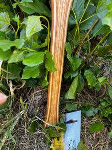 Henry's Lake Red Oak 2483